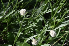 Antennaria anaphaloides