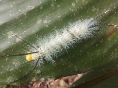 Lepidoptera