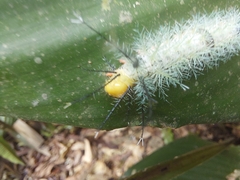 Lepidoptera
