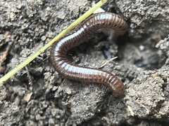 Cleidogona