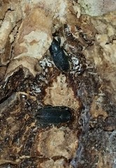 Mecinus pyraster