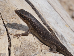 Trachylepis sparsa