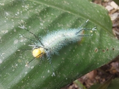 Lepidoptera