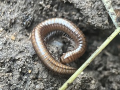 Parajulinae