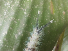 Lepidoptera