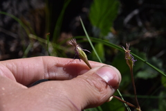 Primula pauciflora