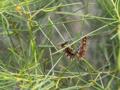 Anthela rubeola