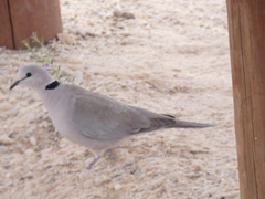 Streptopelia capicola damarensis