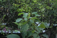 Euphorbia pulcherrima