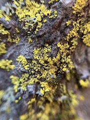 Candelaria concolor