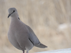 Streptopelia capicola damarensis