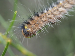 Anthela rubeola