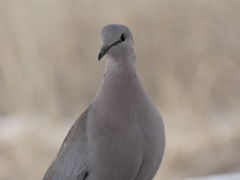 Streptopelia capicola damarensis
