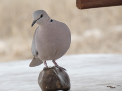 Streptopelia capicola damarensis