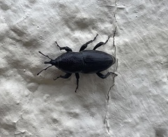 Sphenophorus coesifrons