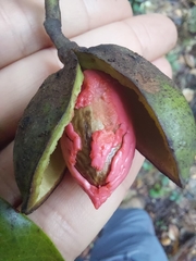 Virola bicuhyba