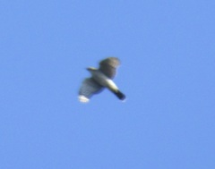 Accipiter cooperii