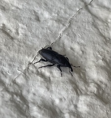 Sphenophorus coesifrons