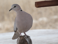 Streptopelia capicola damarensis