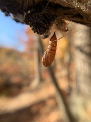 Lymantria dispar