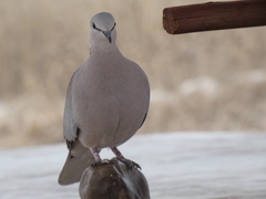 Streptopelia capicola damarensis