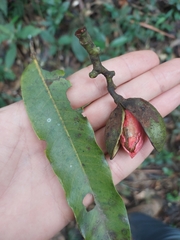 Virola bicuhyba