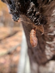 Lymantria dispar