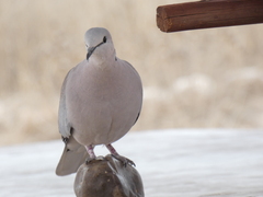 Streptopelia capicola damarensis