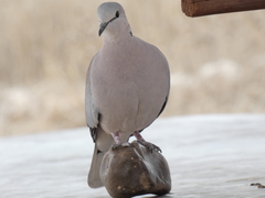Streptopelia capicola damarensis