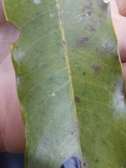Virola bicuhyba