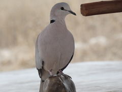 Streptopelia capicola damarensis