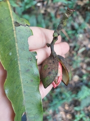 Virola bicuhyba