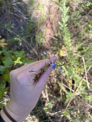 Valerianella