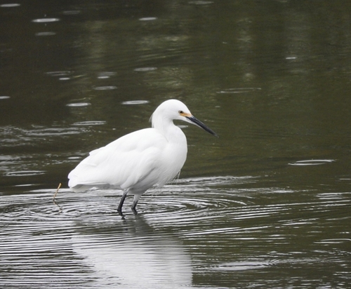 Snowy Egret photographed in Oregon