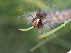 Anthela rubeola