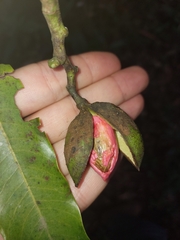 Virola bicuhyba