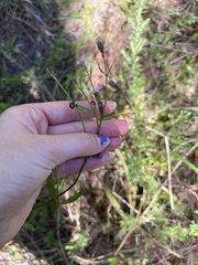 Valerianella