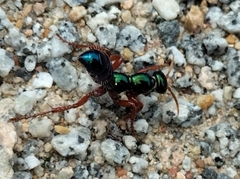 Diamma bicolor