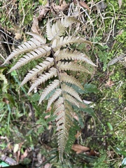 Dryopteris varia