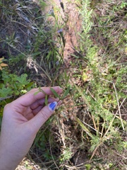 Valerianella