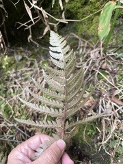 Dryopteris varia