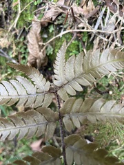 Dryopteris varia
