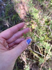 Valerianella