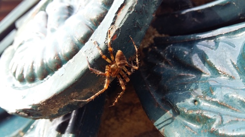 Araneus stella