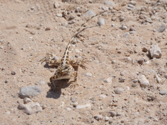 Agama aculeata aculeata