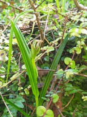 Pterostylis irsoniana