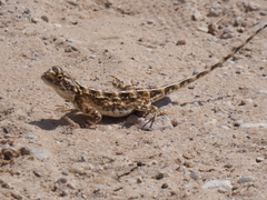 Agama aculeata aculeata