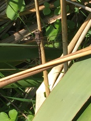 Adversaeschna brevistyla