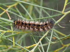 Anthela rubeola