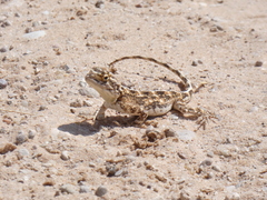 Agama aculeata aculeata